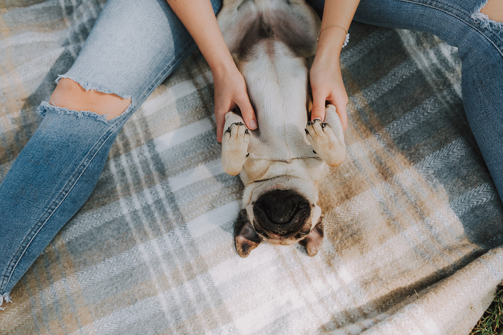 Dog Laying Outside