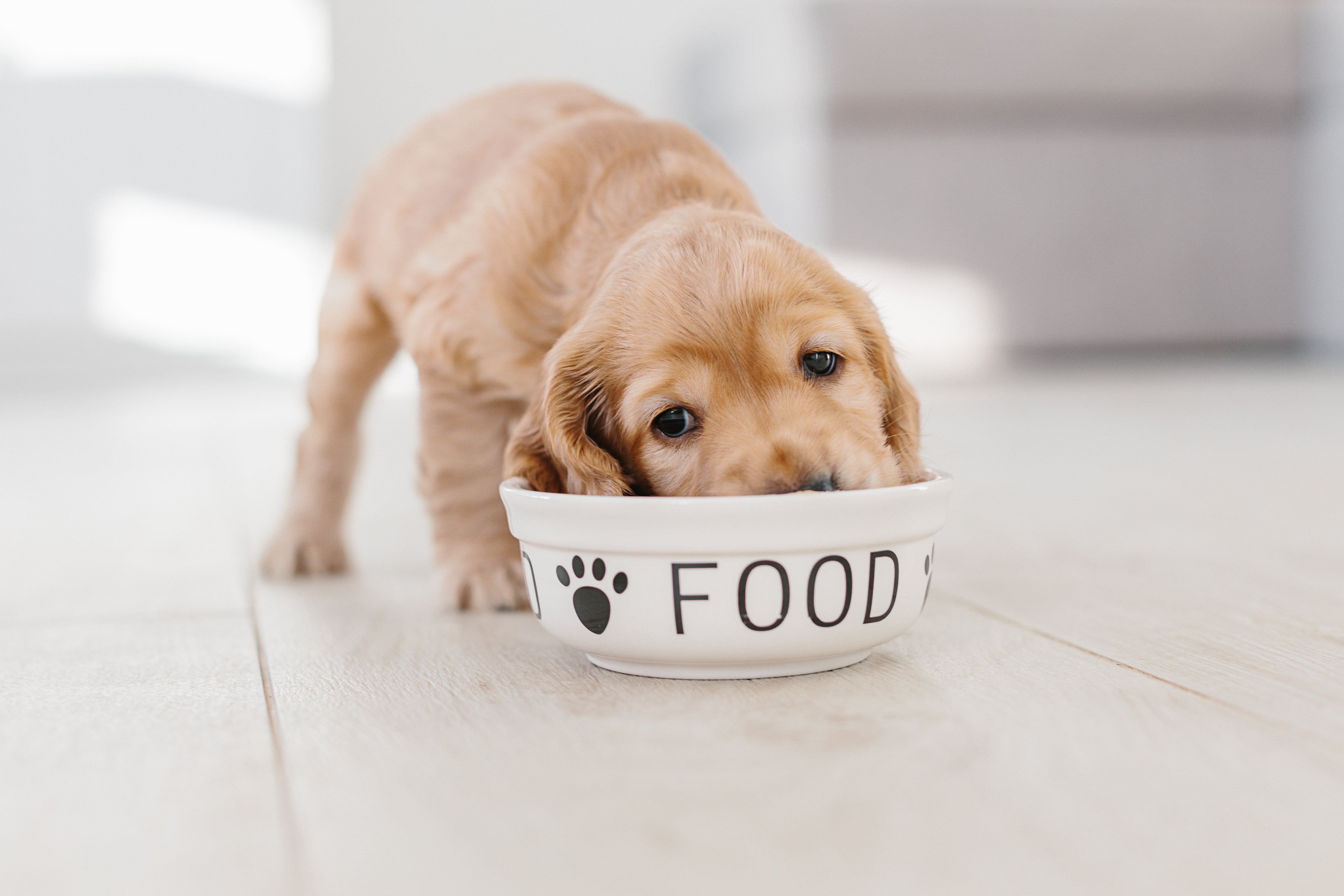 Yellow lab puppy eating out of a white food bowl labeled "FOOD"