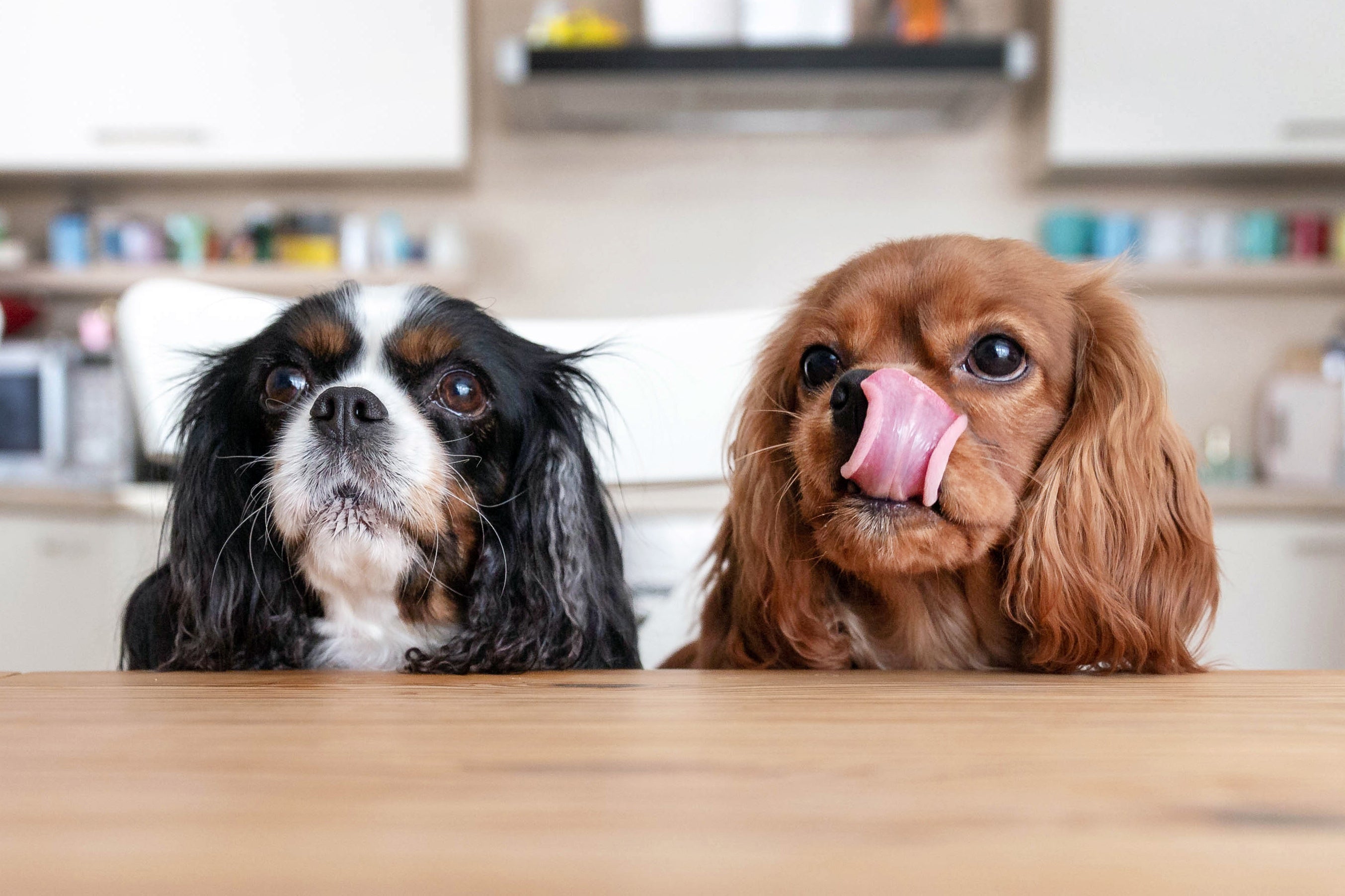 Two Spaniels (Black & white + Brown) licking lips at dinner table waiting for food)