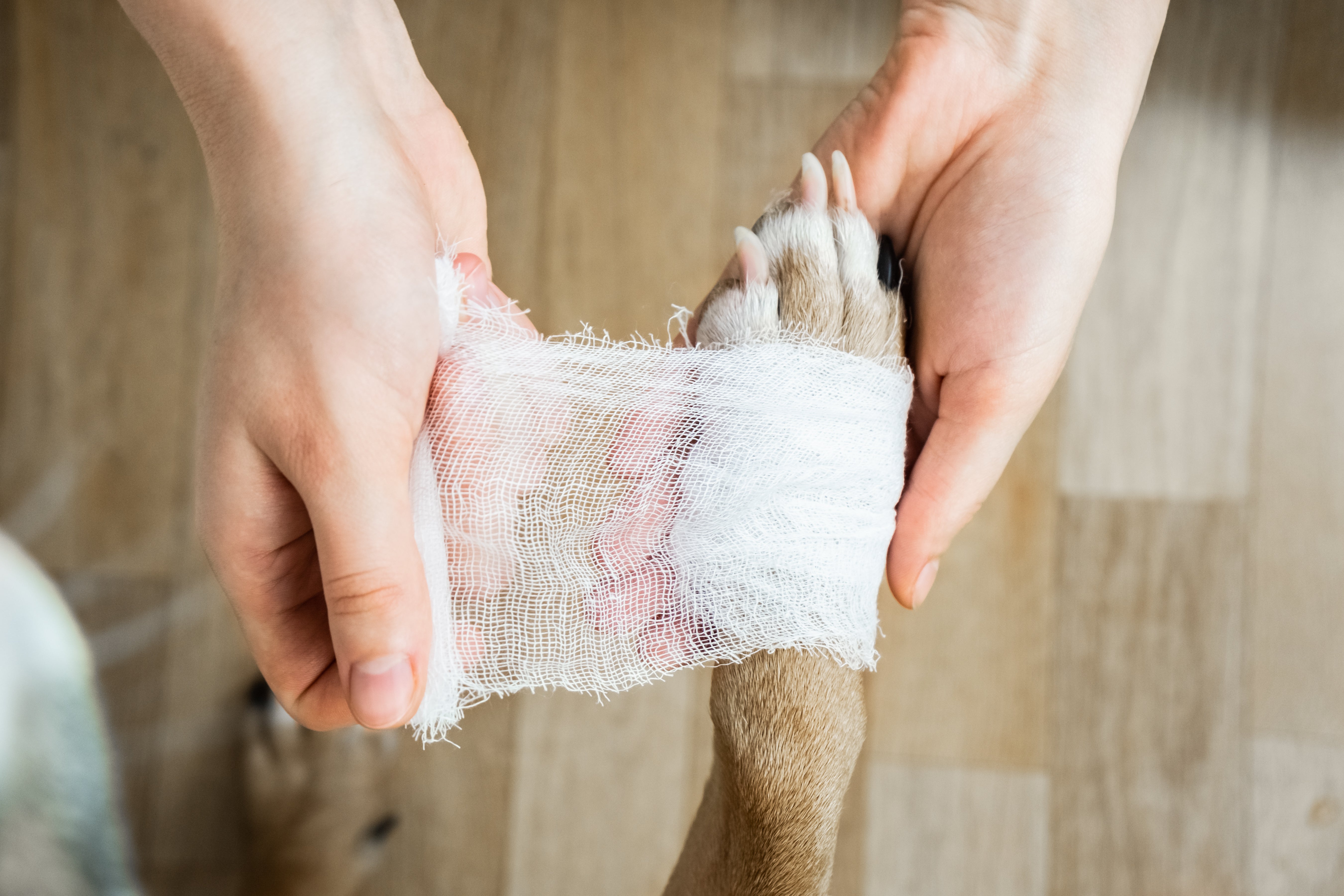 Dog getting foot wrapped in gauze 