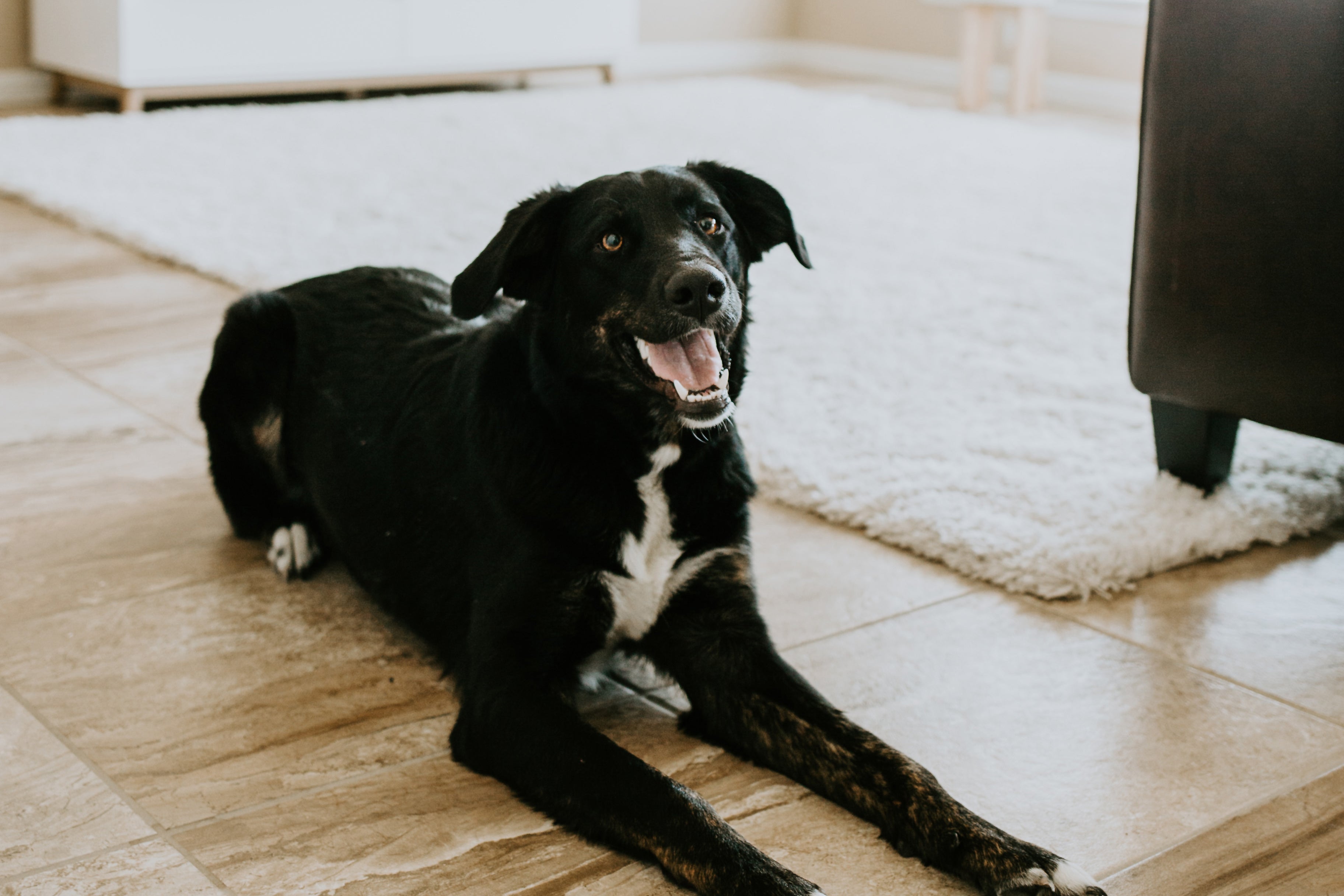 Black Lab looking at camera in living room happy