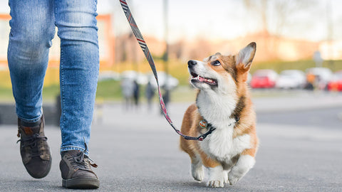 Dog walking by owner with leash