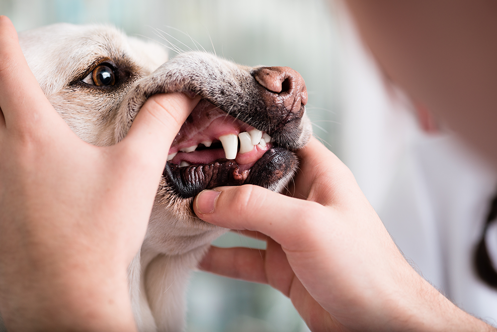 Dog showing teeth to vet