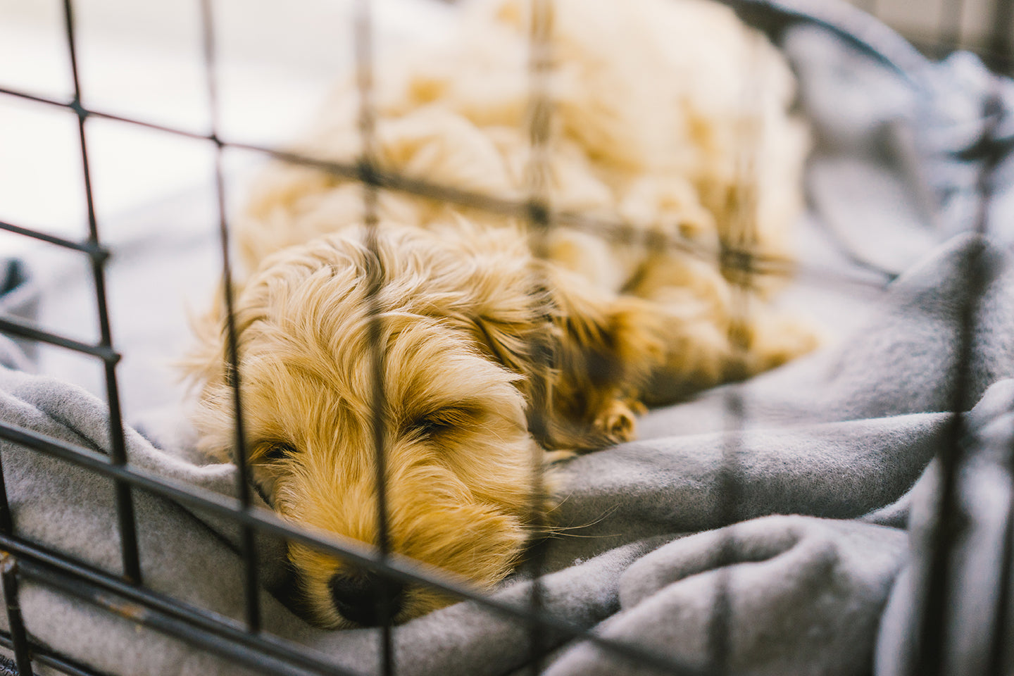 Dog Sleeping in Their Kennel