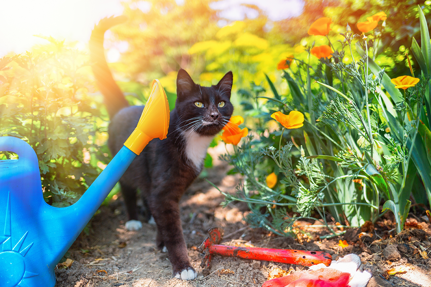 Cat in garden