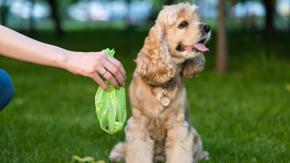 Picking up Dog Poo in a eco-friendly baggie