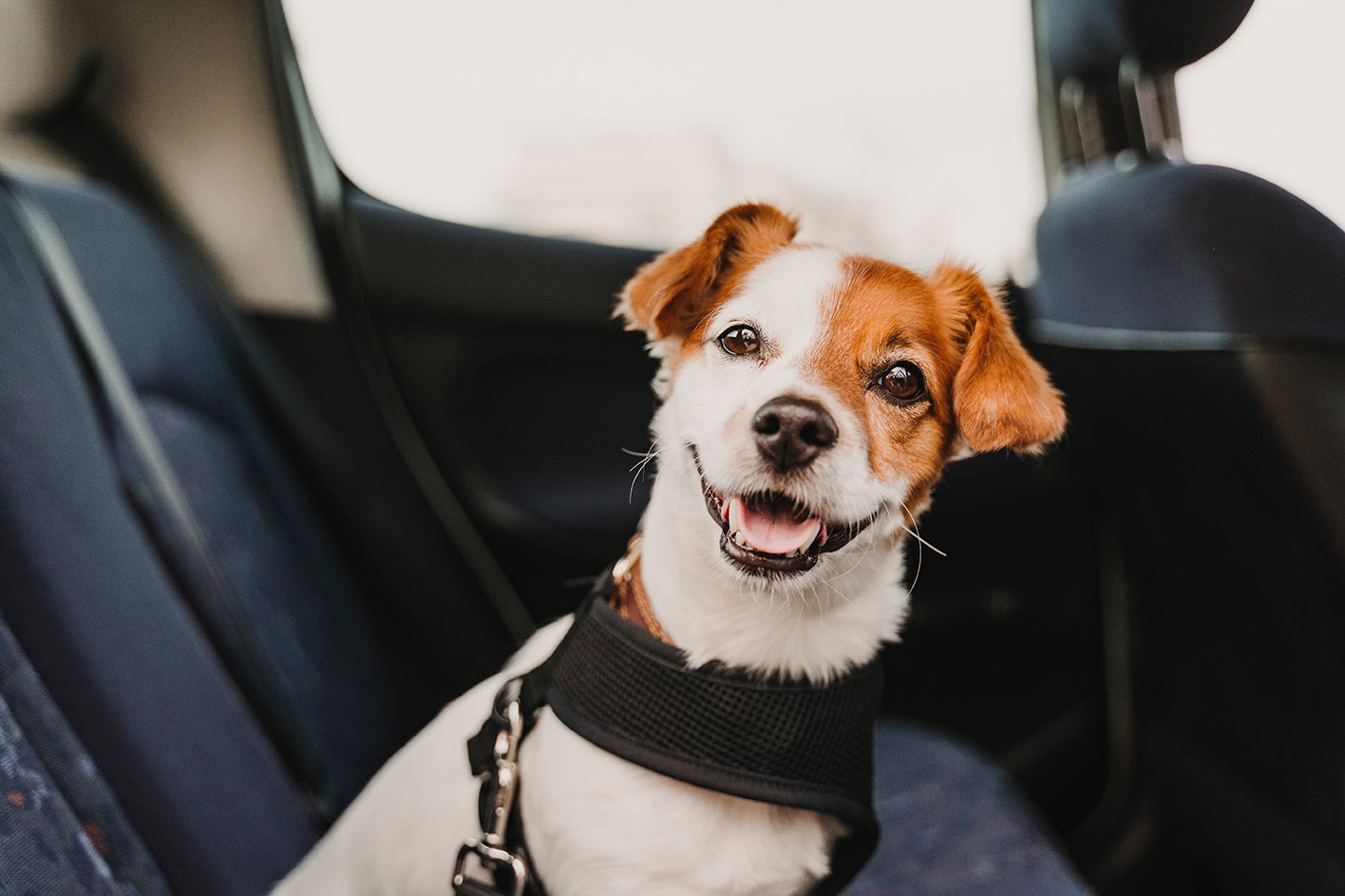 Dog with a Pet Seatbelt in the car