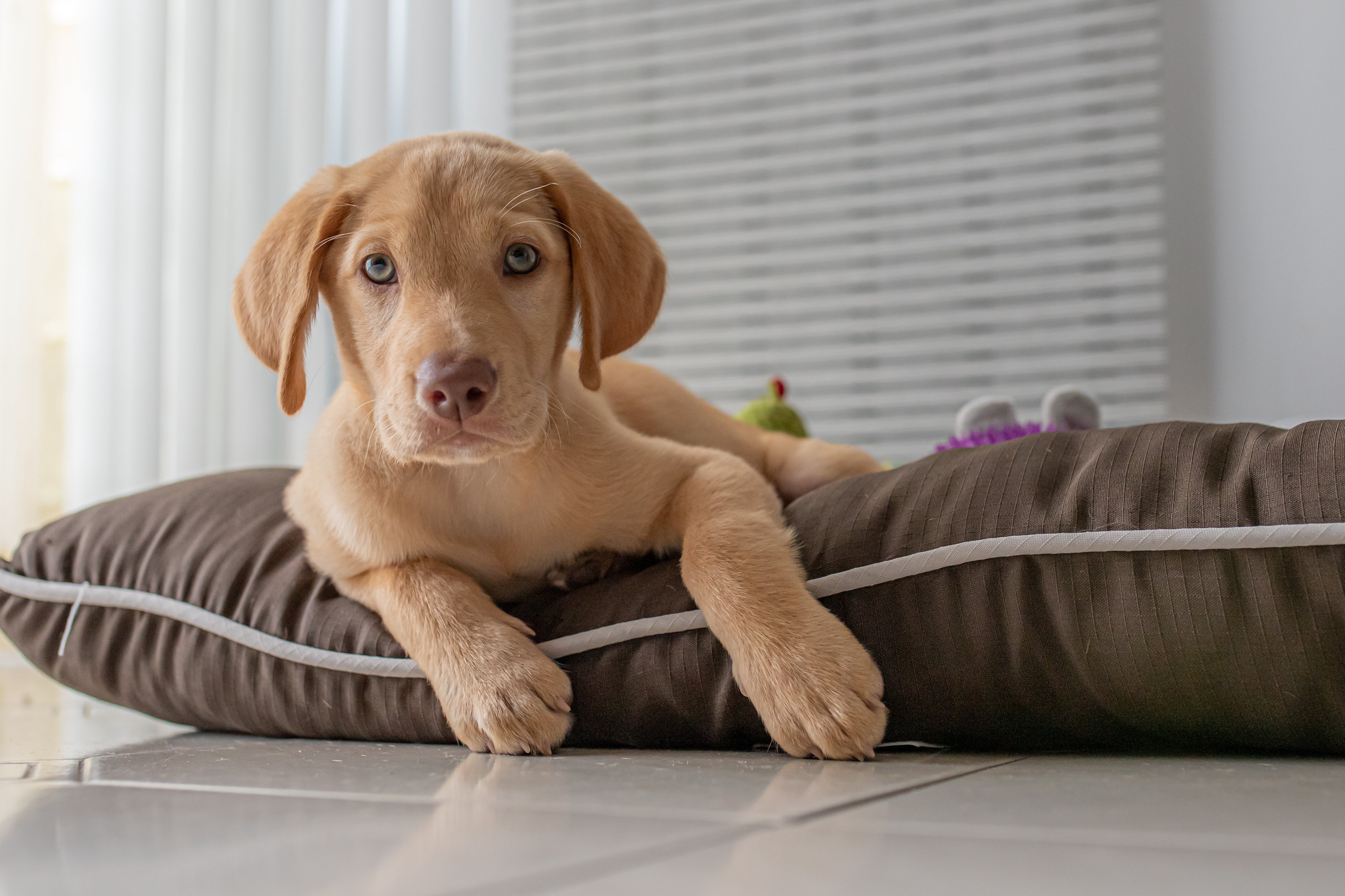 Golden Lab Puppy laying in thin dog bed