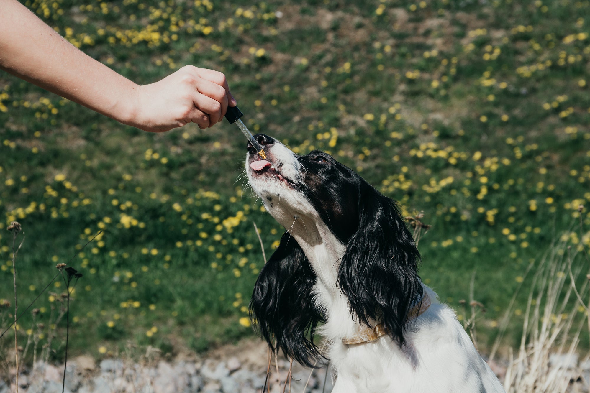 Dog Licking Supplement Dropper in a Field of Flowers