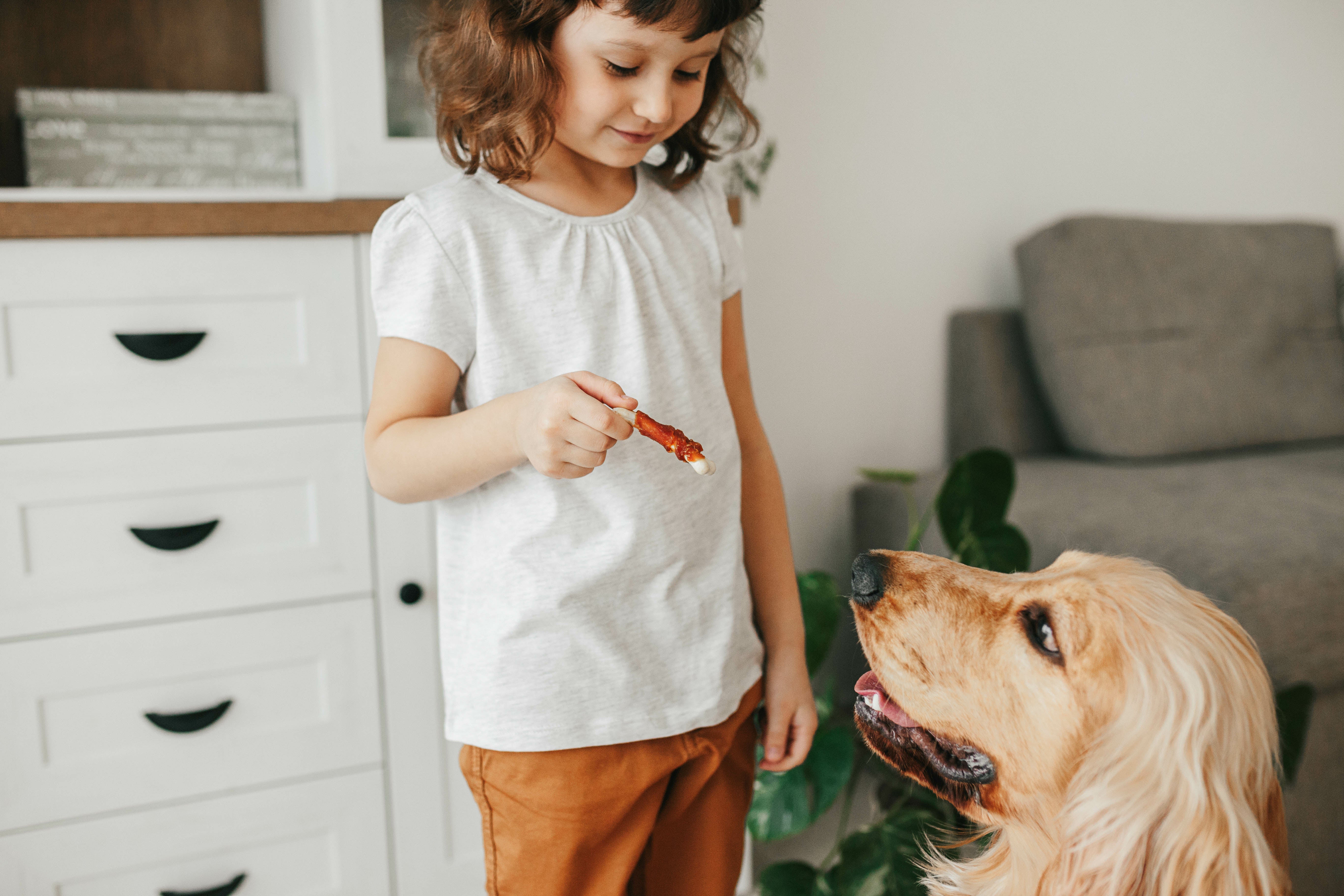 Dog waiting for treat from little girl