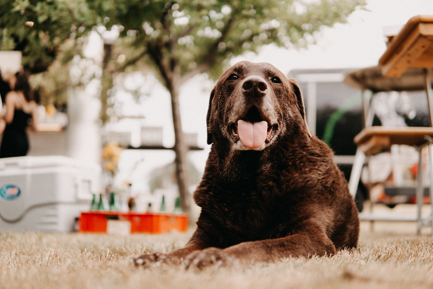 Dog hanging out outside