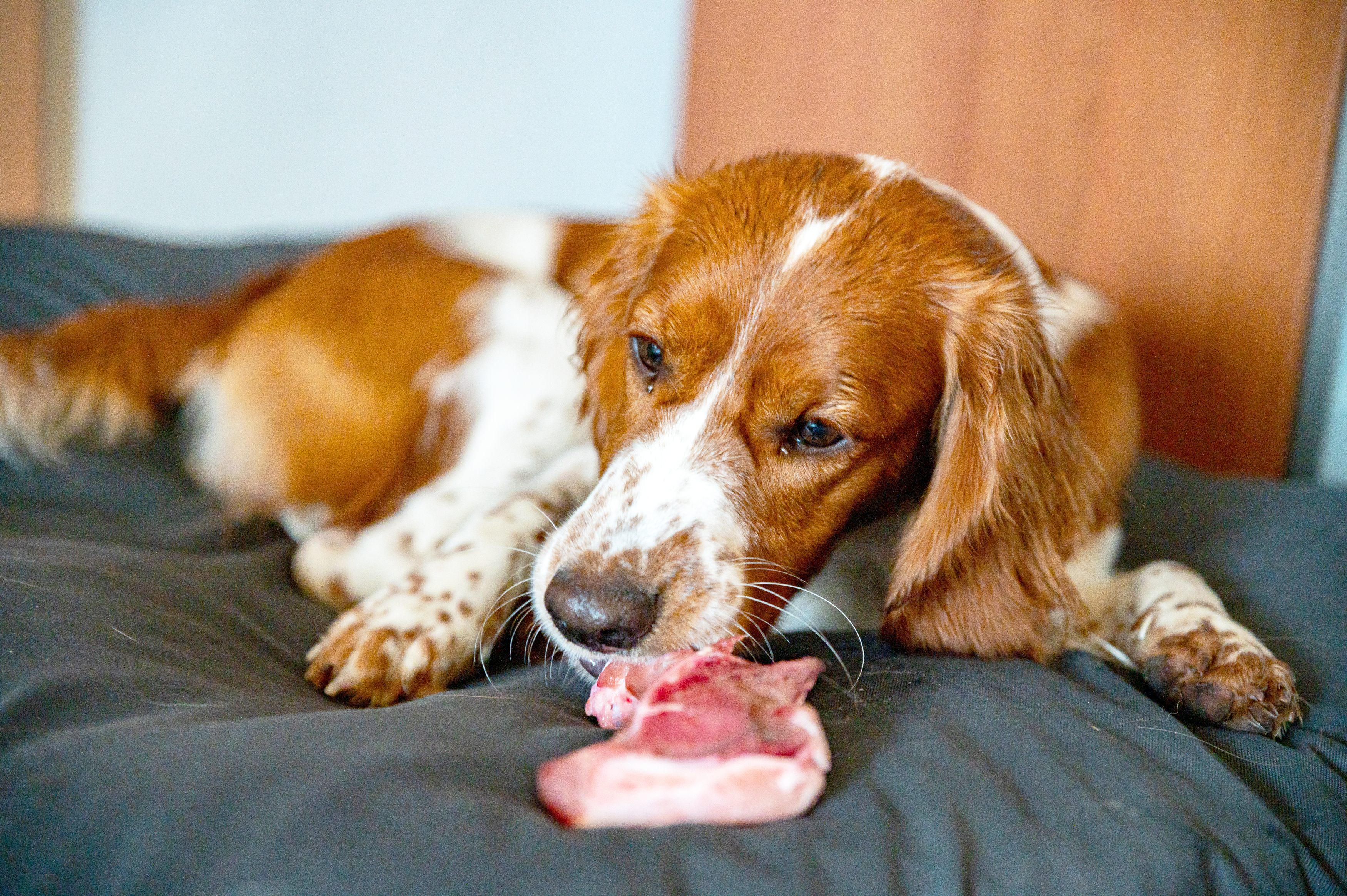 Dog Chewing on Raw Bone