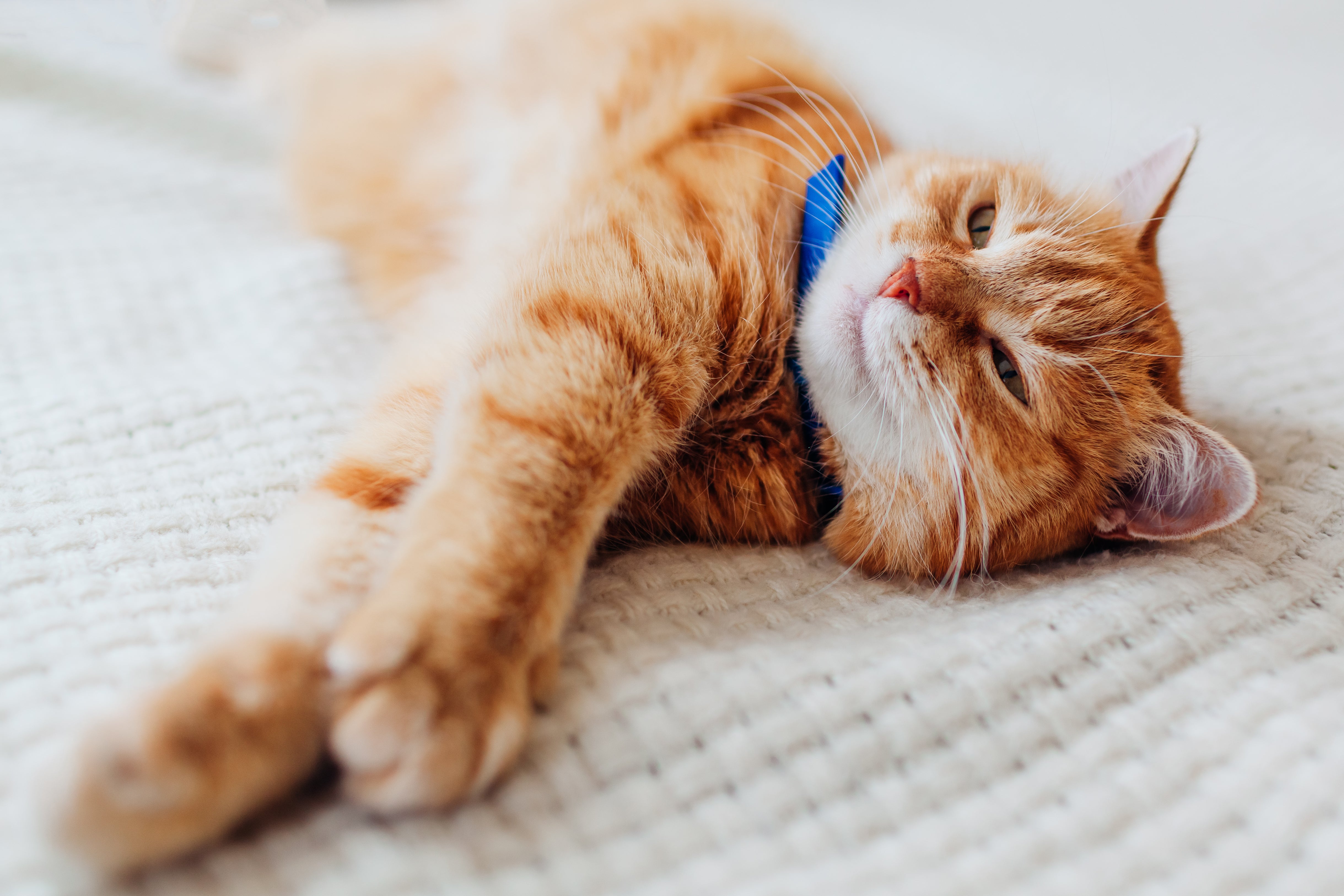 Orange Cat with blue collar lounging in the sun on a white bedspread.