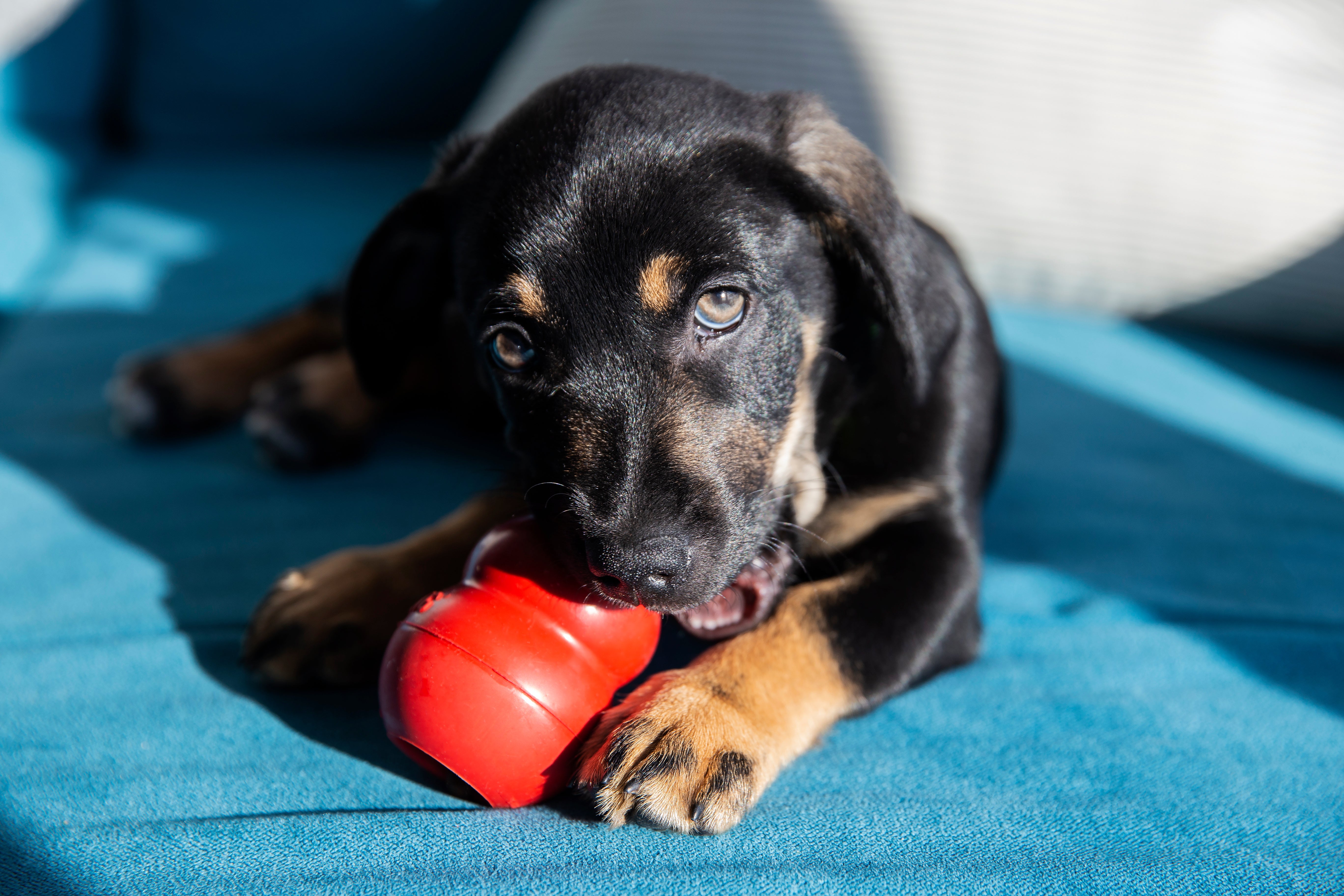 Dog chewing on a red kong toy
