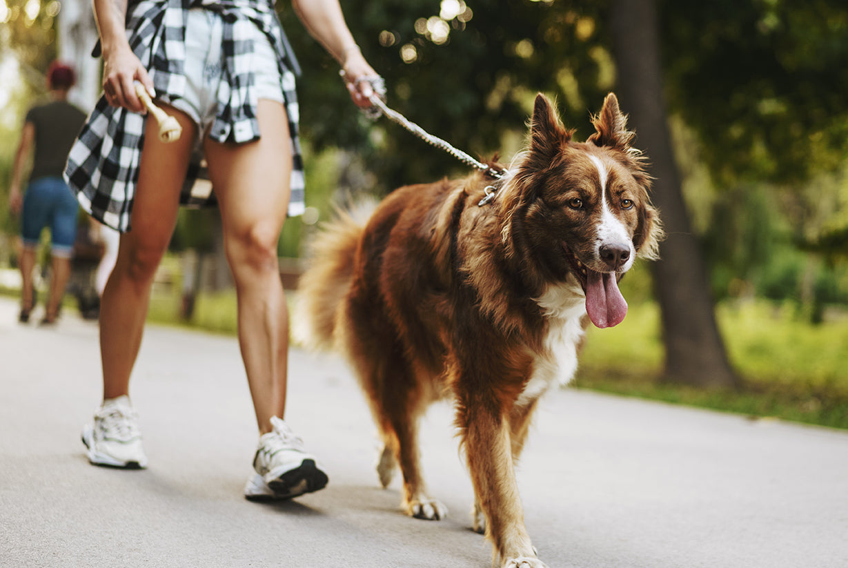 Dog on a walk