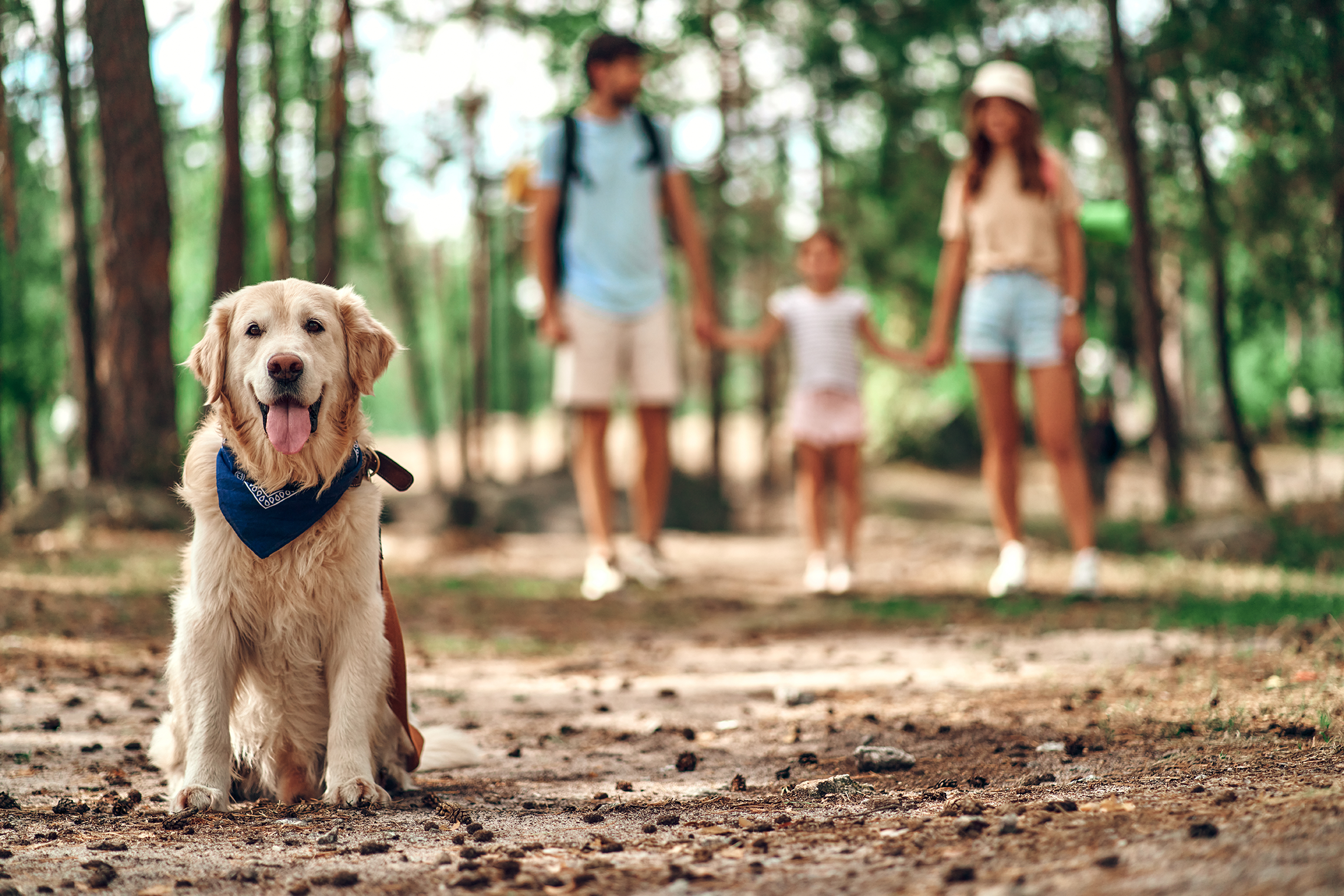 Dog on a hike