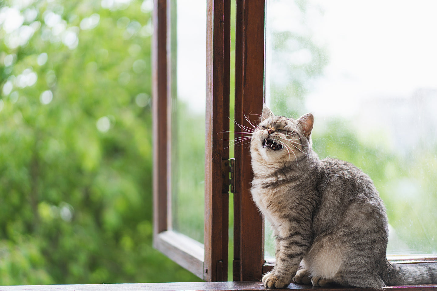 Cat is sneezing with open window behind it.