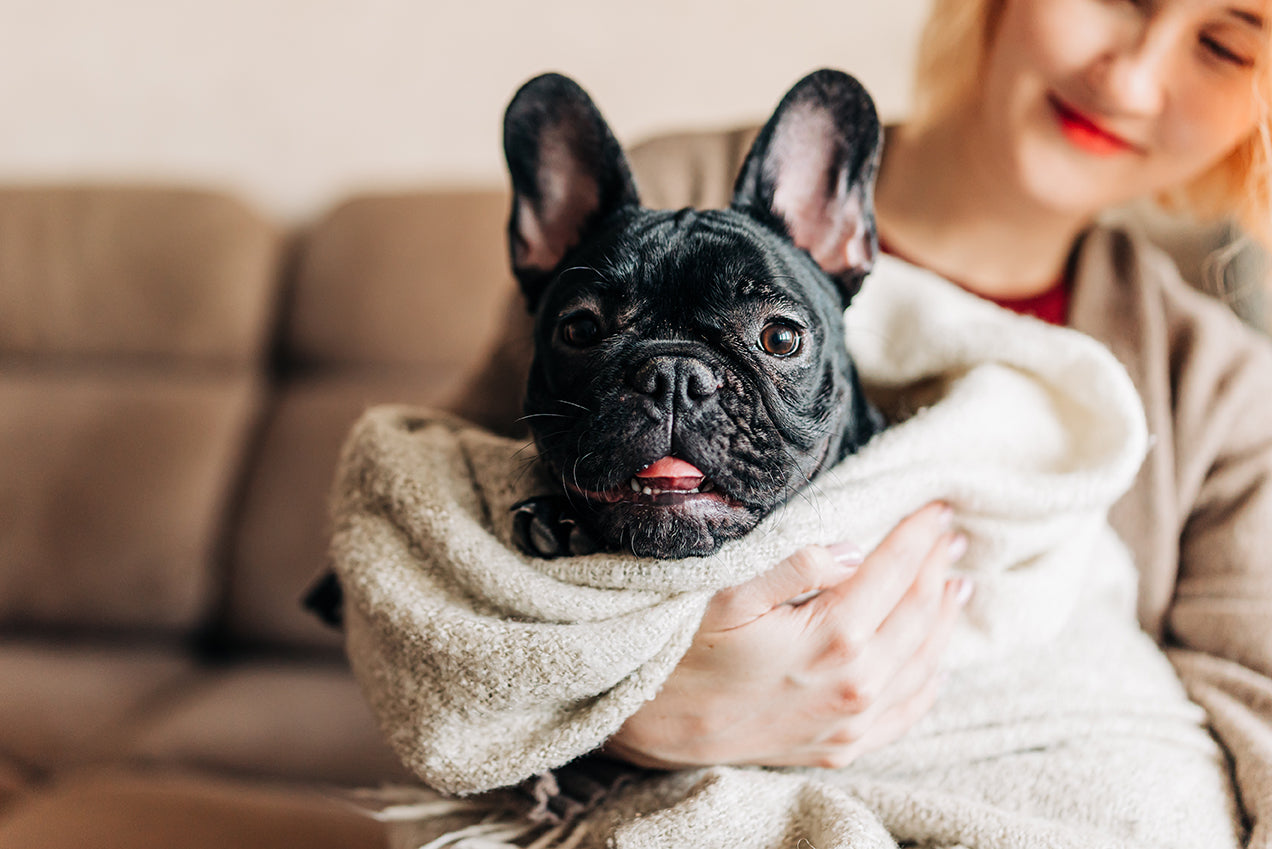 Frenchie wrapped in a cozy blanket
