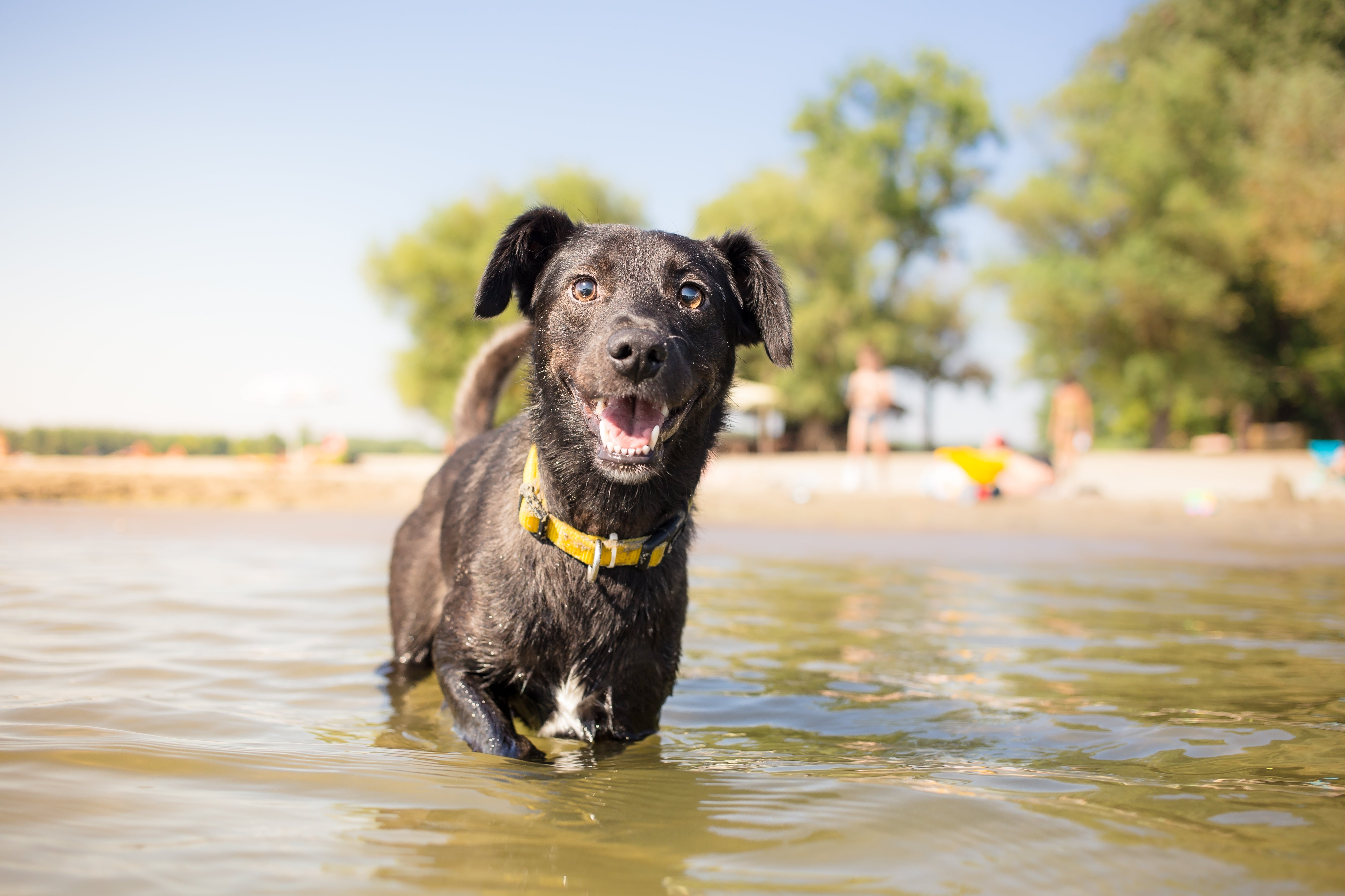 dog in water looking a camera