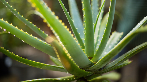 Aloe Vera Plant Central Texas