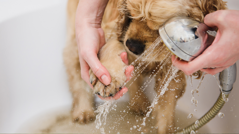 Dog taking a bath - Flea Treatment