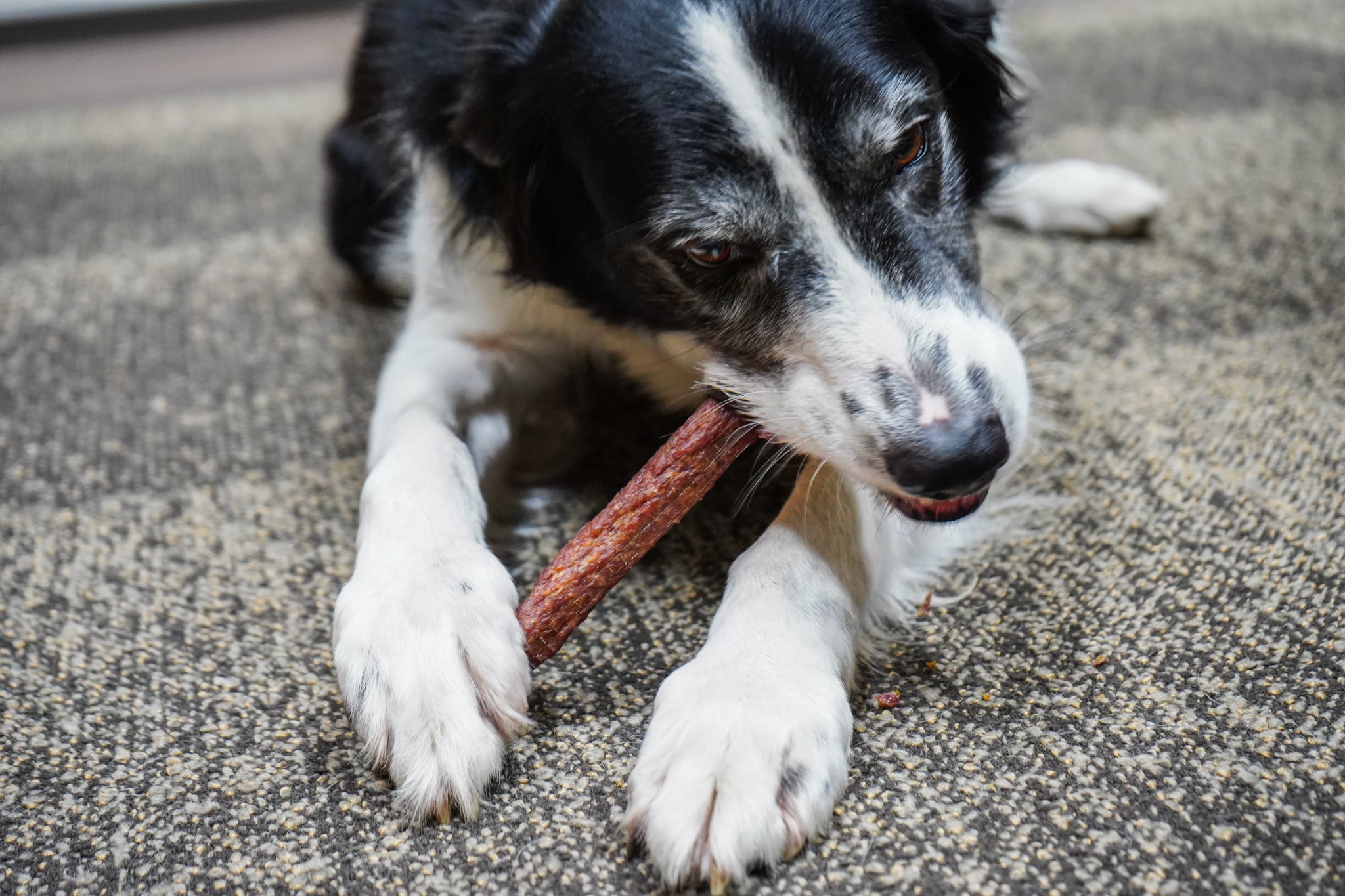 Dog eating a bone at home