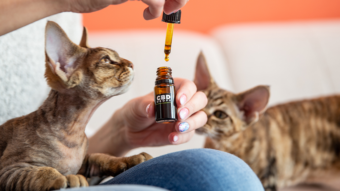 Cat CBD Calming Treatment