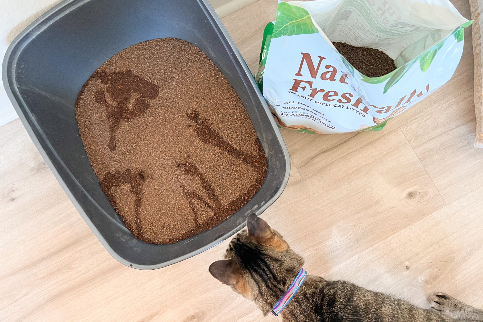 Cat walking up to litter box with Naturally Fresh litter inside