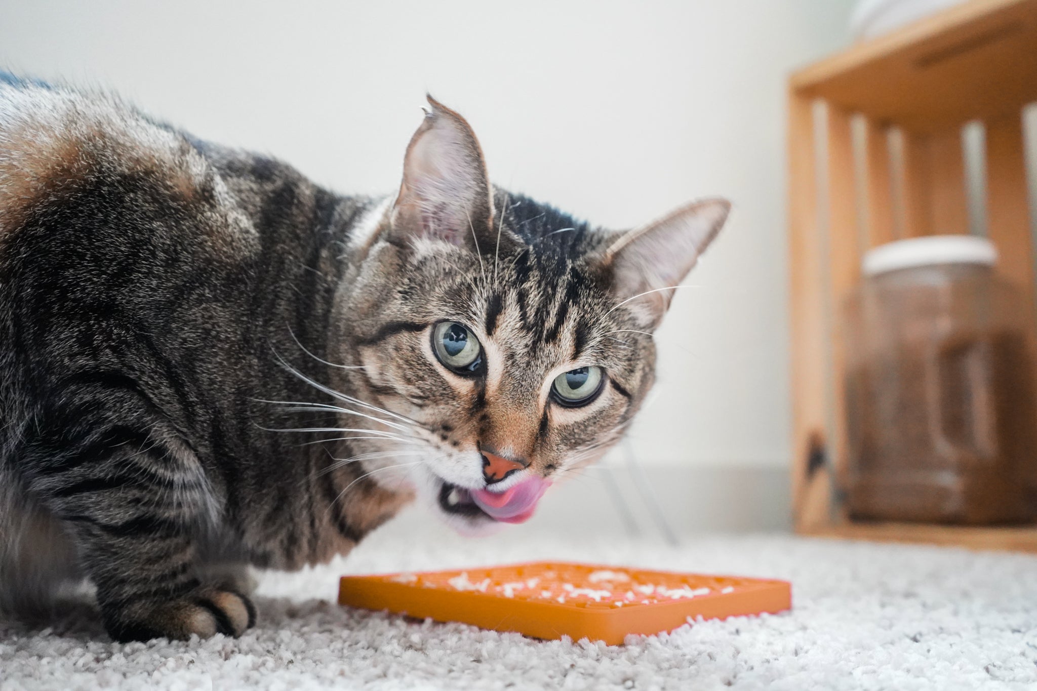 Cat using a lick mat