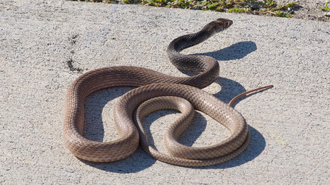 Coachwhip - Photo by Peter & Michelle S