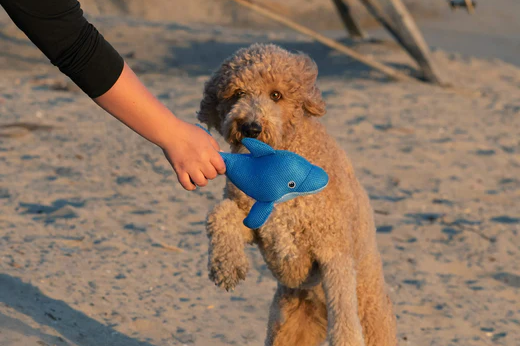 Dog playing with cooling toy