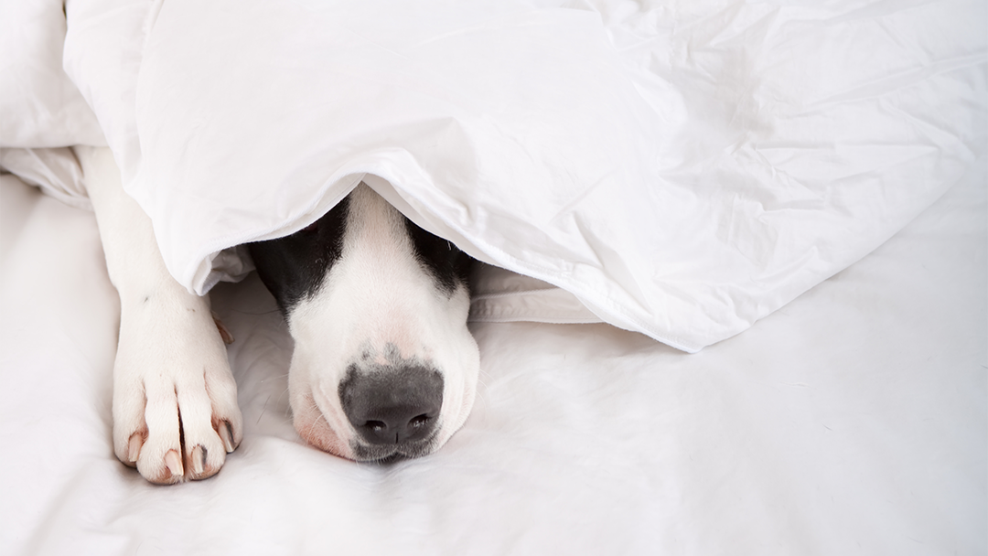 Dog Hiding from Fireworks - July Fourth