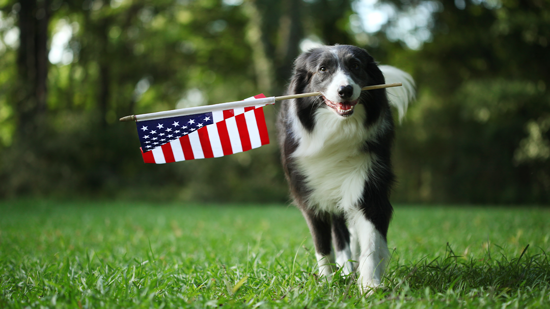 Dog outside with American Flag