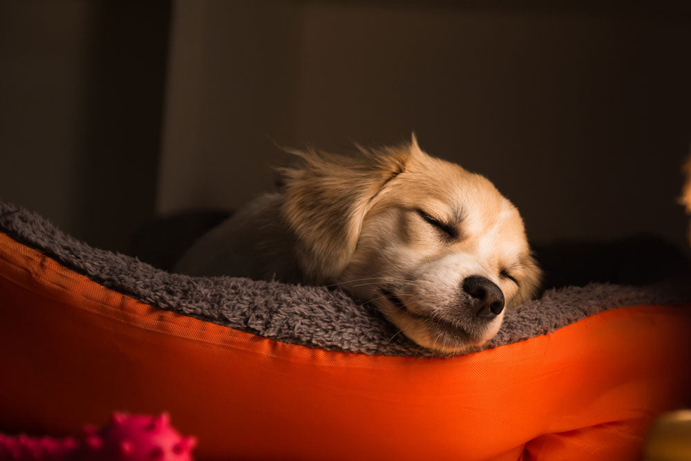 Dog sleeping through fireworks