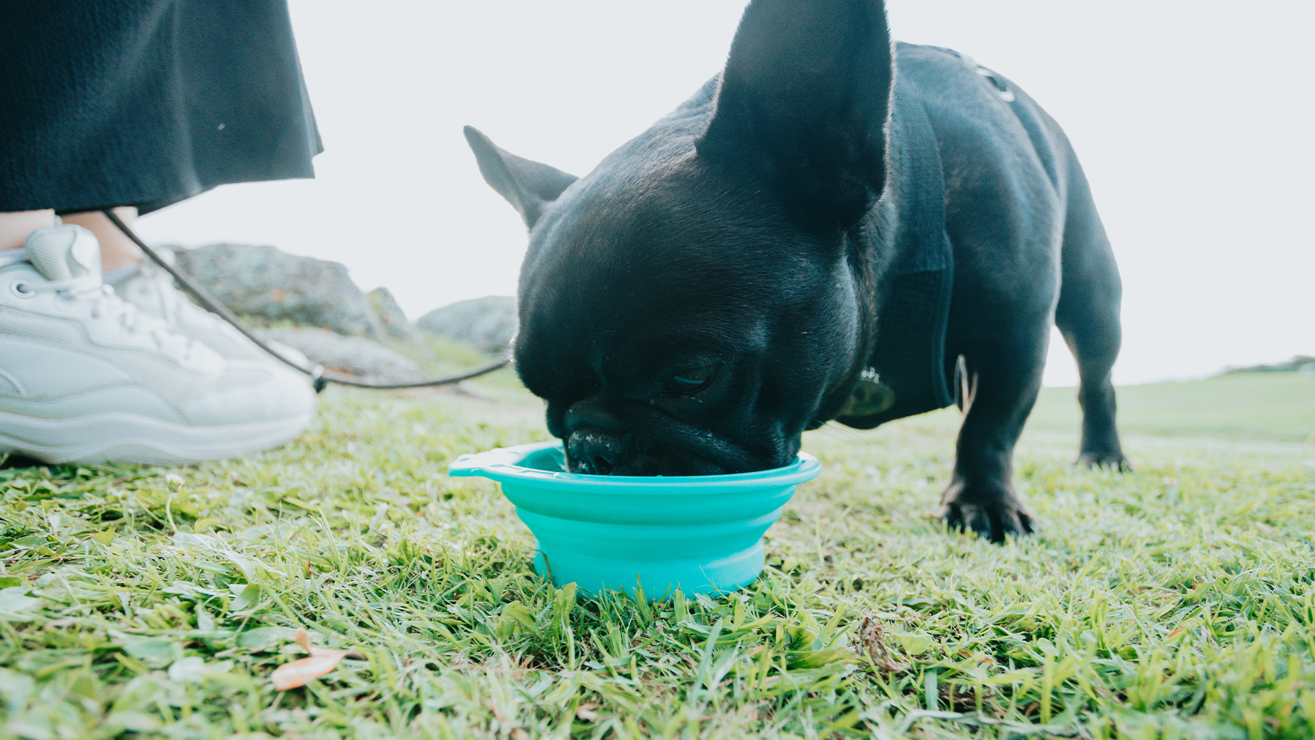 Dog Drinking Bone Broth in Travel Bowl