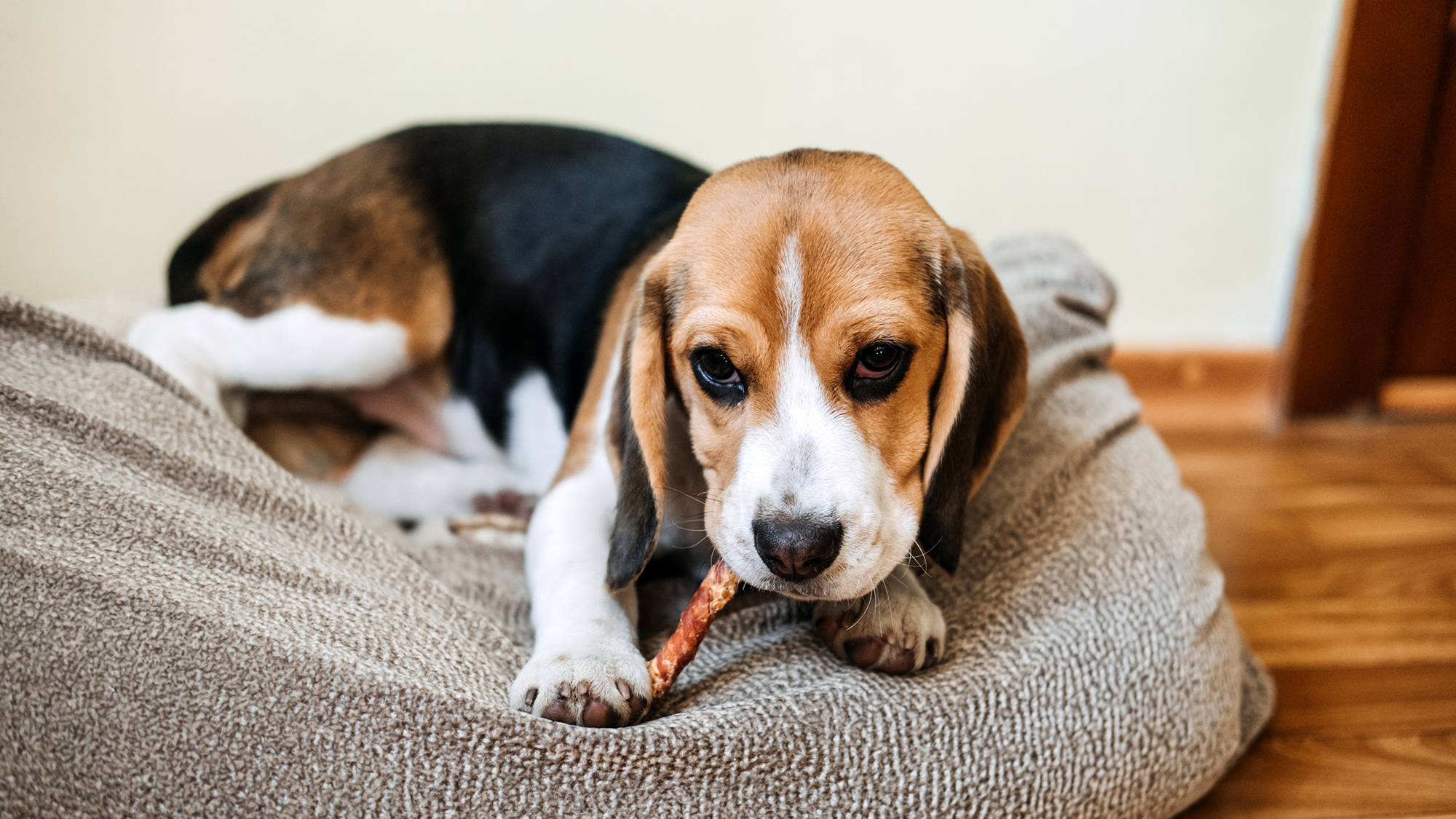 Beagle Dog chewing on small Bully Stick Bone