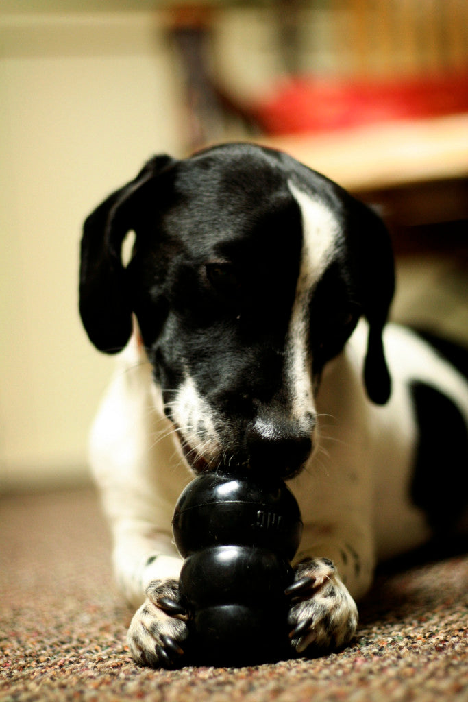 Dog_with_black_KONG_toy