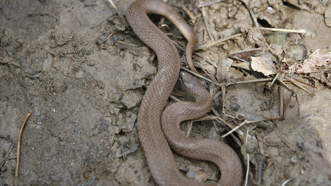 Earth Snake - Photo by Stephen Horvath | Flickr