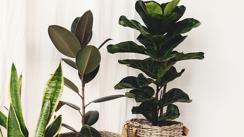 FLF and Rubber Tree