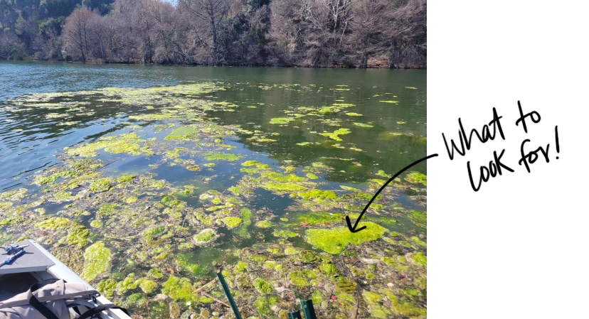 What to look for with blue green algae (soft green masses on water)