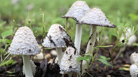 Mushrooms of Central Texas