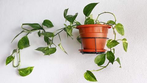 Pothos Central Texas