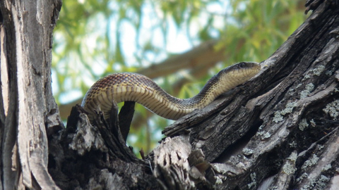 Ratsnake - Photo by Robert Nunnally | Flickr