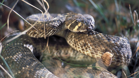 Rattlesnake - TPWD