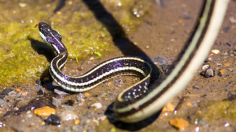 Ribbon Snake - Photo by Melissa McMasters | Flickr