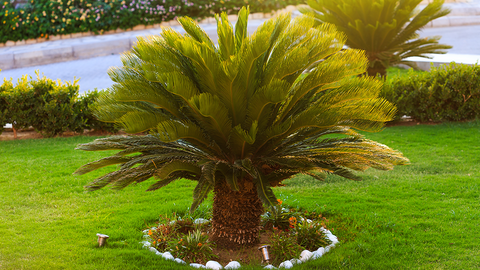 Sago Palms Central Texas