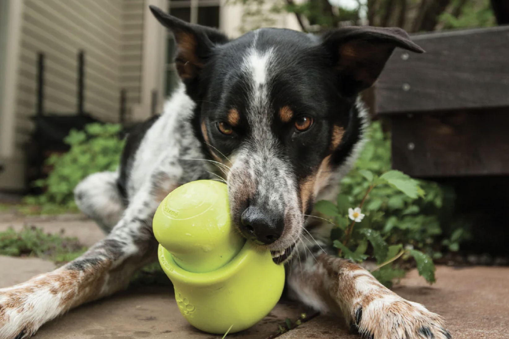 Dog enjoying a toppl toy from West Paw