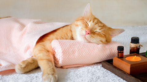 Itch Treatment: Cat Spa