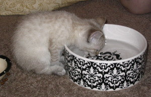 Tan_kitten_drinking_from_water_dish