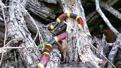 Texas Coral Snake - Texas Parks & Wildlife Department 